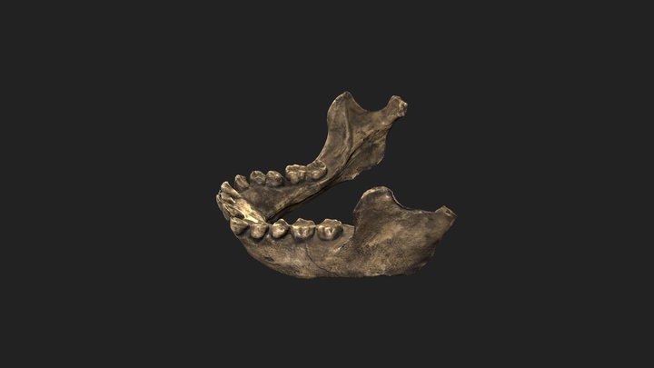 KNM-WT-15000-lower-jaw 3D Model