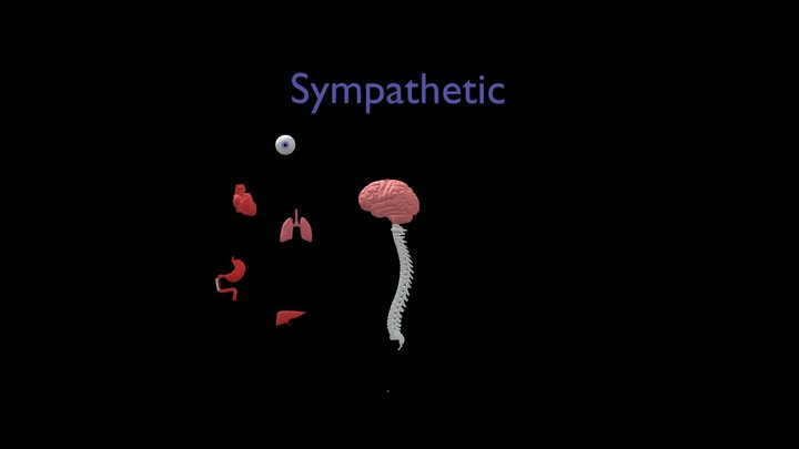 Sympathetic VS Parasympathetic  Nervous System 3D Model