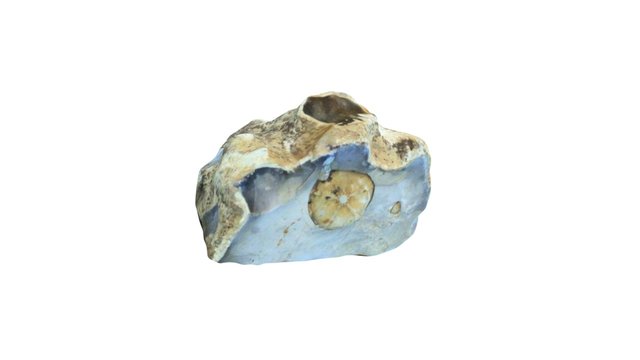 Fossil in flint 3D Model