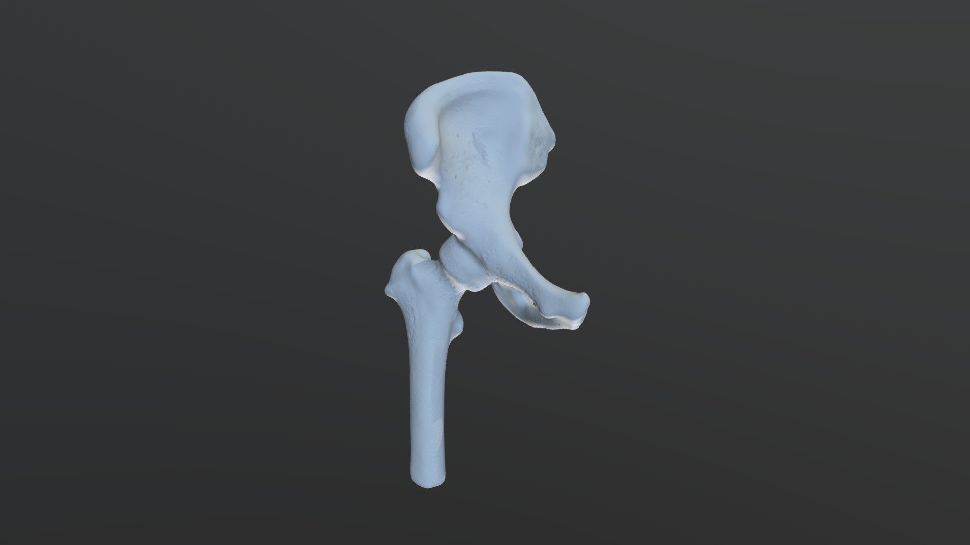Right Ilium And Femur