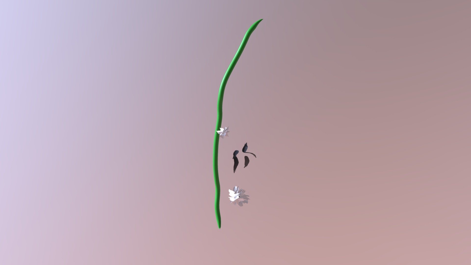 puff flower