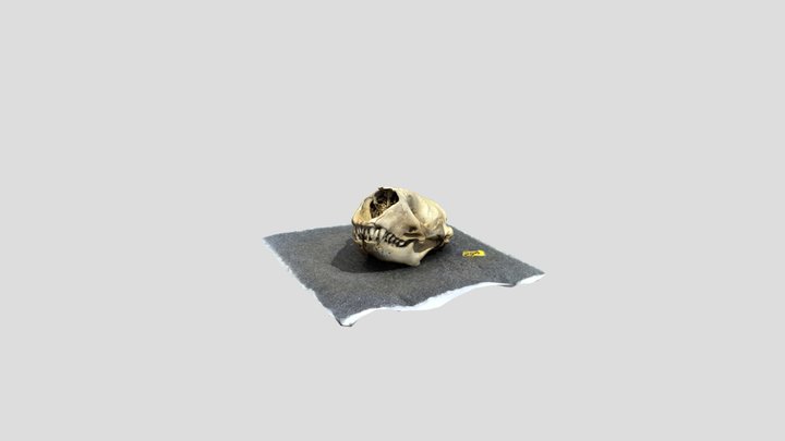 export 2 3D Model