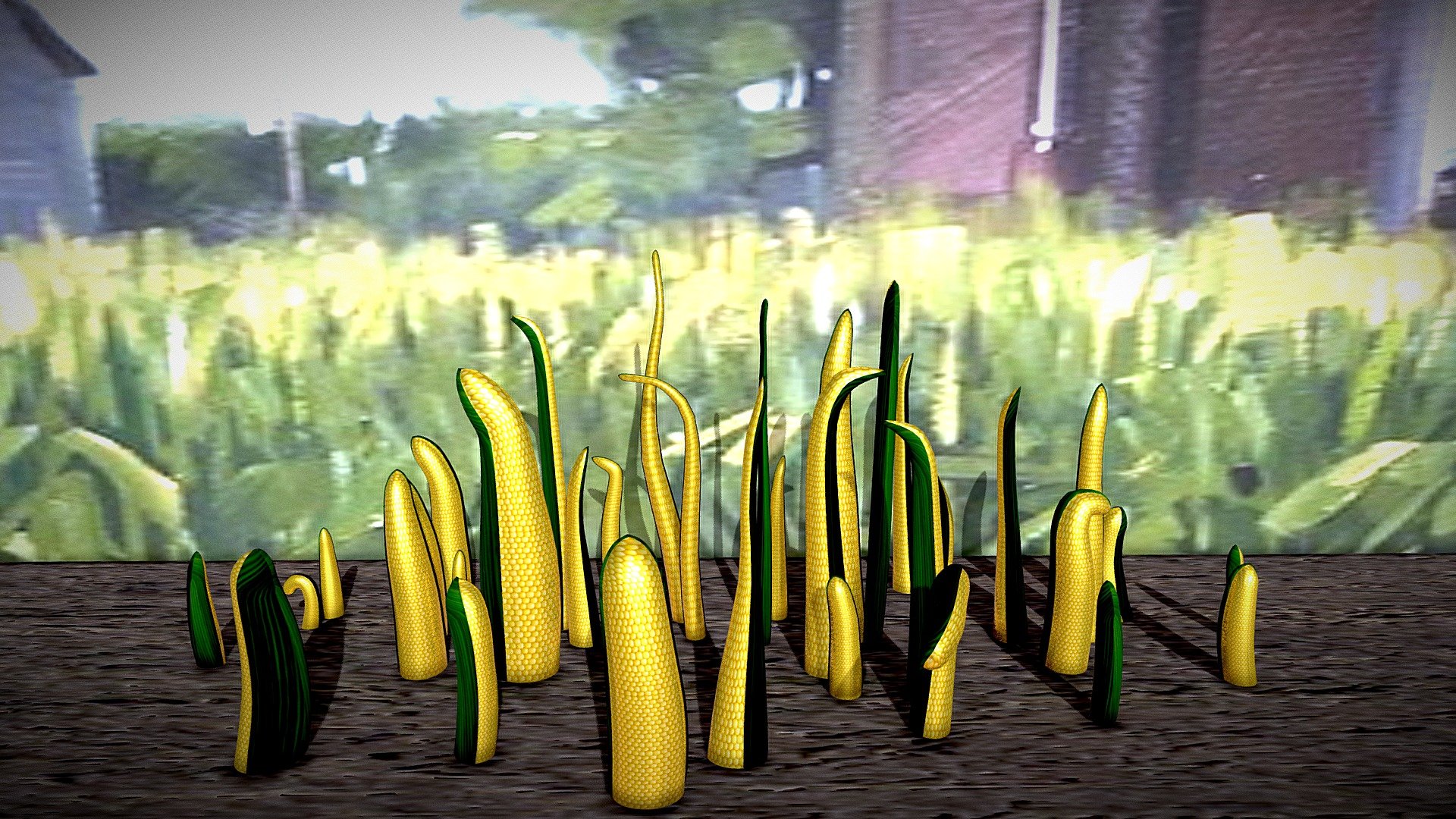 Corn Field