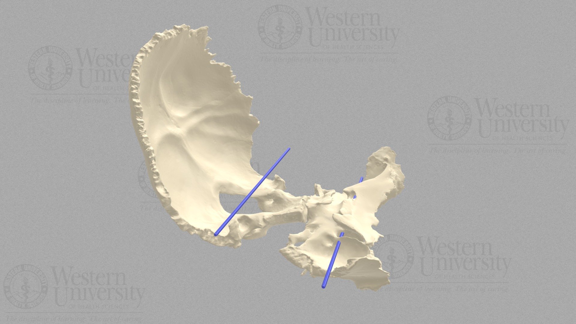 94 Flexion and Extension - 3D model by WesternU3D [6da5fb7] - Sketchfab