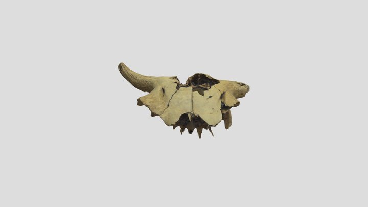 48CK302-7033, Bison bison, crania 3D Model