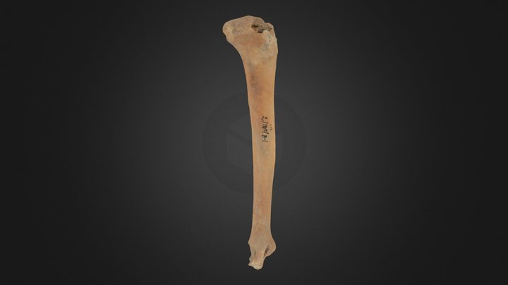 2_180_B-1_left_tibia_edited 3D Model