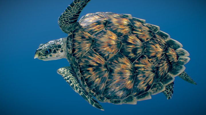 Hawksbill Sea Turtle ♂ 3D Model