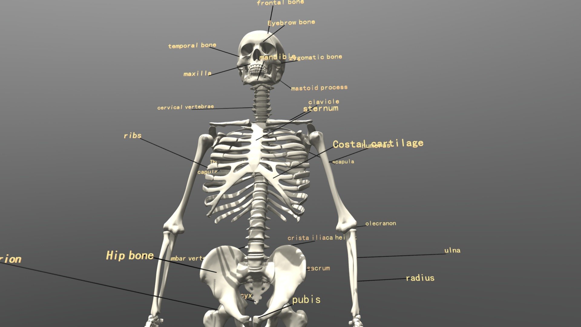 Скелет участвует в обмене. Скелет. Скелет человека. Скелет чертеж. Анатомия человека скелет 3д.