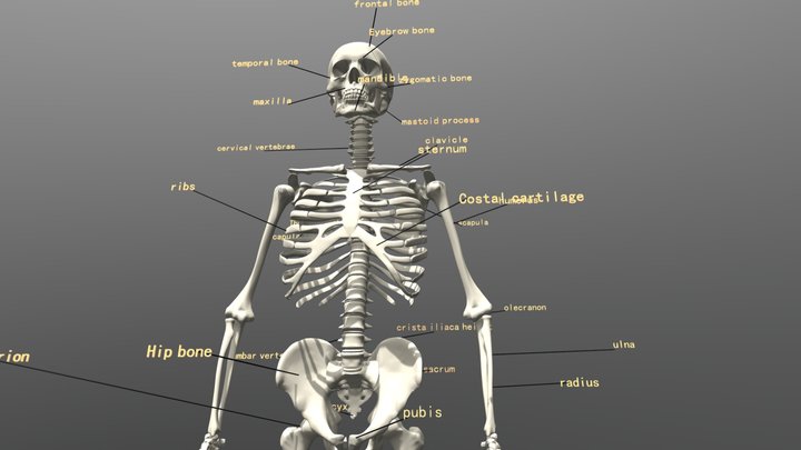 skeleton 3D Model