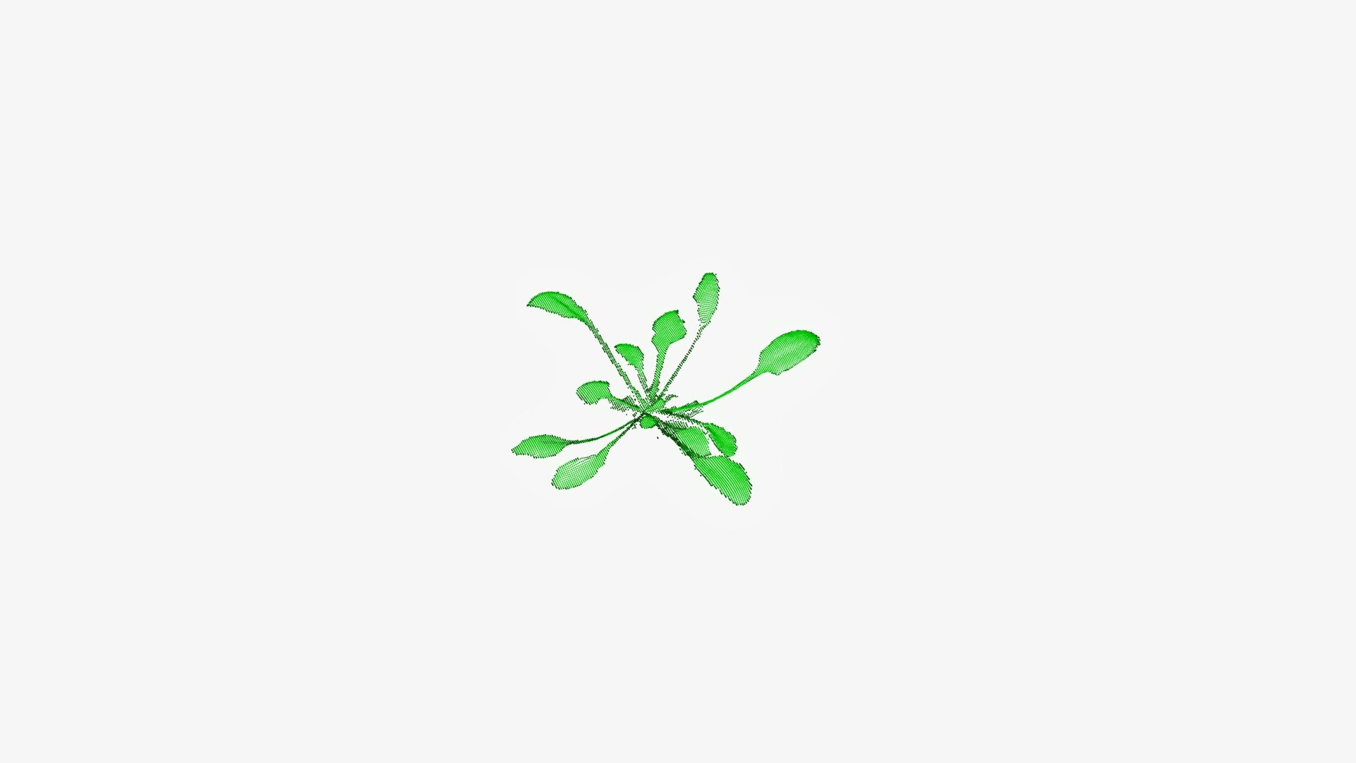 Arabidopsis Plant - PlantEye F300
