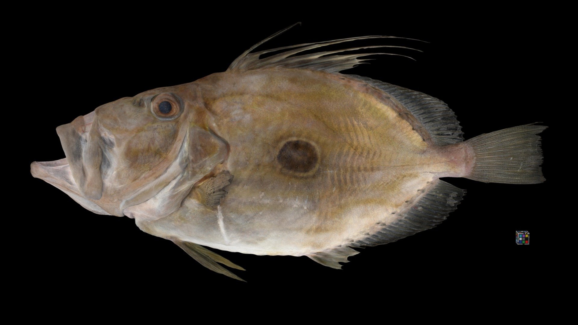マトウダイ John Dory, Zeus faber
