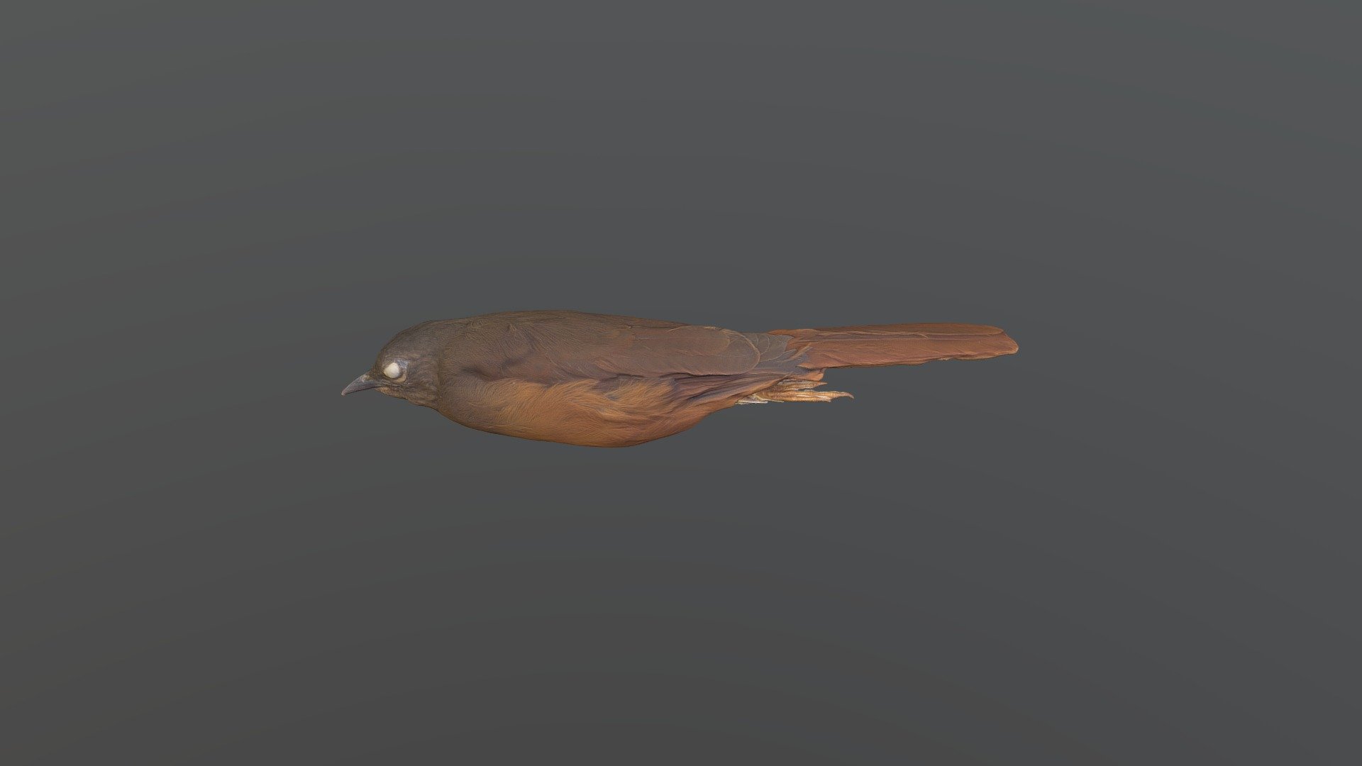Red-tailed Ant-Thrush - Neocossyphus rufus - Download Free 3D model by ...