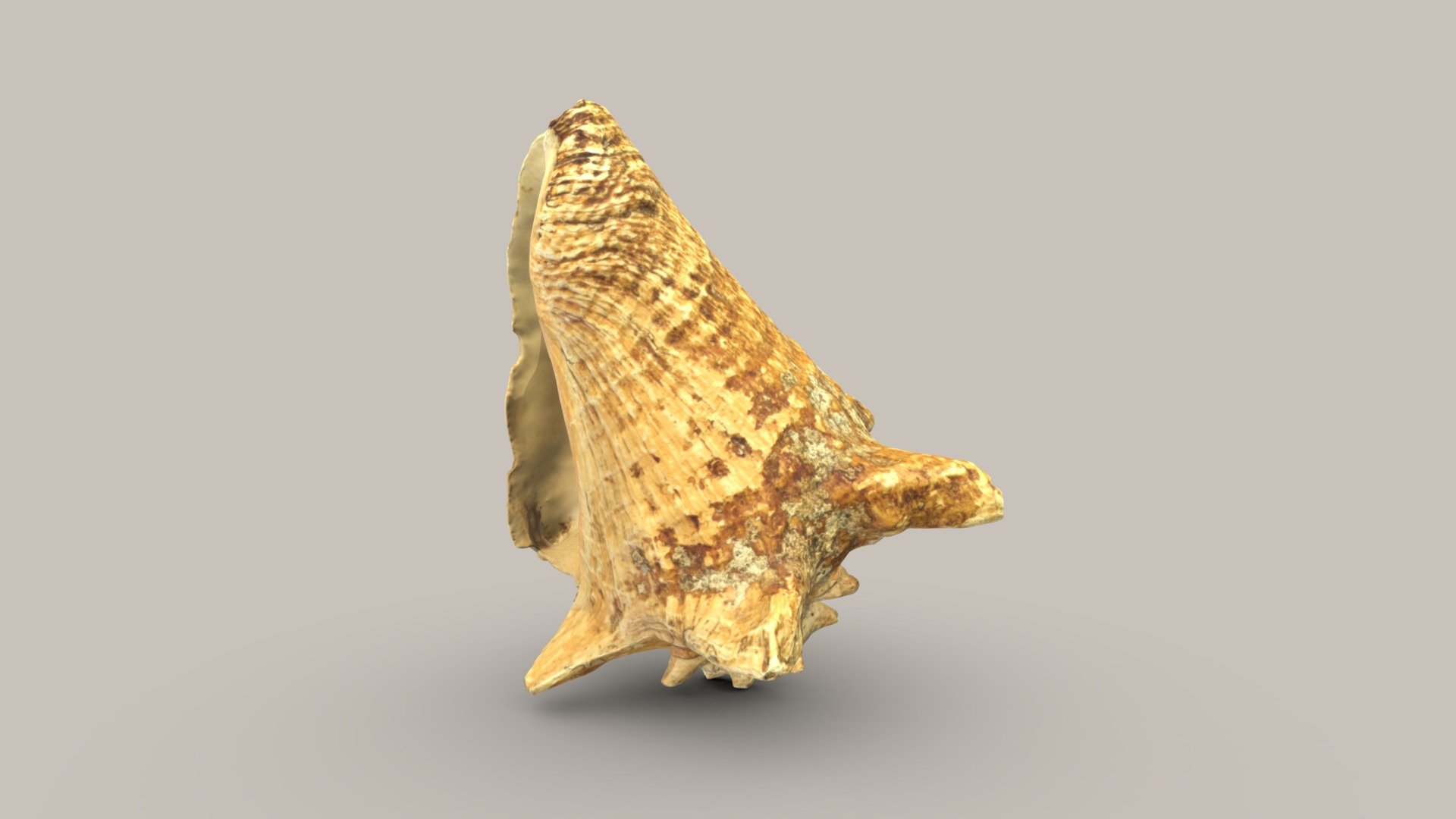 Muschelschale einer großen Meeresschnecke. — Sketchfab embed 3D viewer