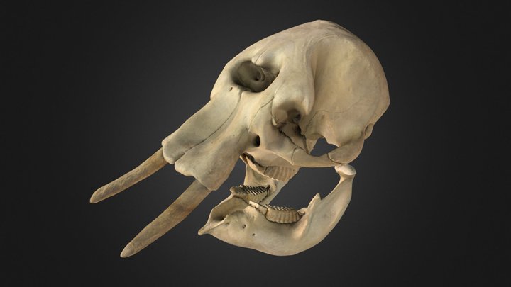 Elephant skull 3D Model