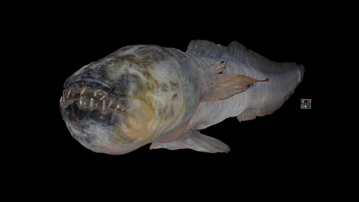 CC0 ワラスボ 🐟 ♀ Warasubo Eel Goby, O. lacepedii