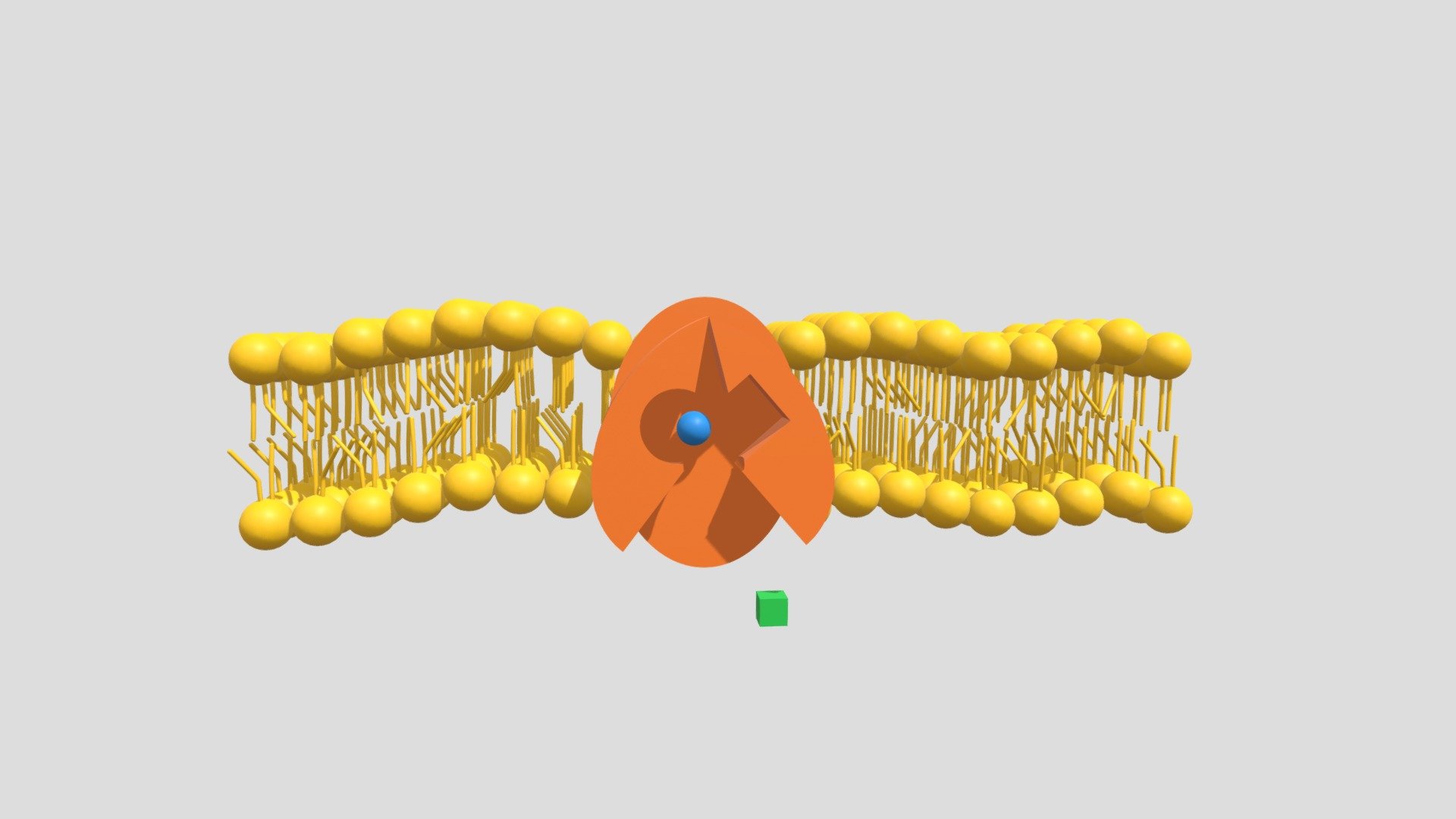 Active Transport - Antiport by Carrier Protein - 3D model by Júlio ...