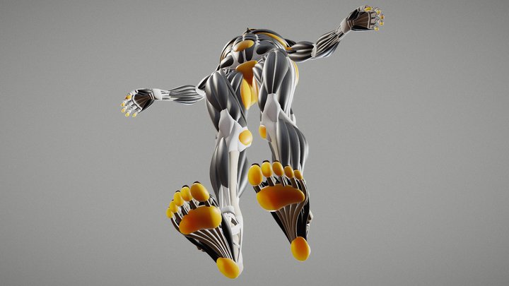 Human Bones, Muscles and Fats 3D Model