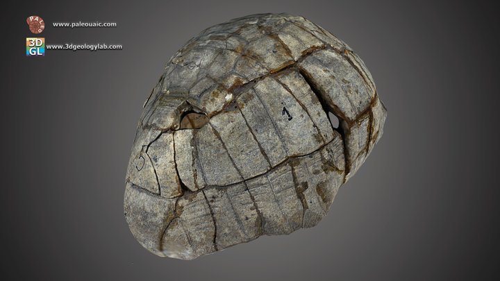 Testudo bessarabica 3D Model