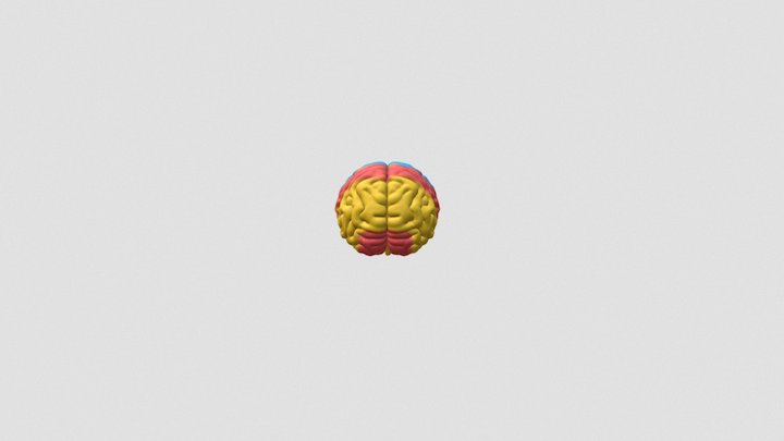 Brains_BaseCerebellum 3D Model