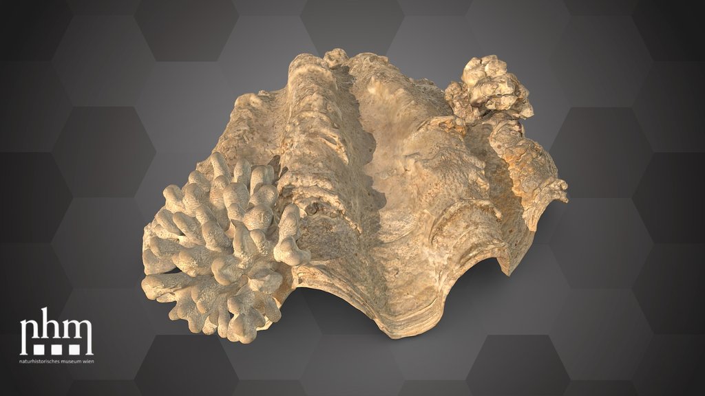 Tridacna with hood coral(NHMW-ZOO-EV-0008362)