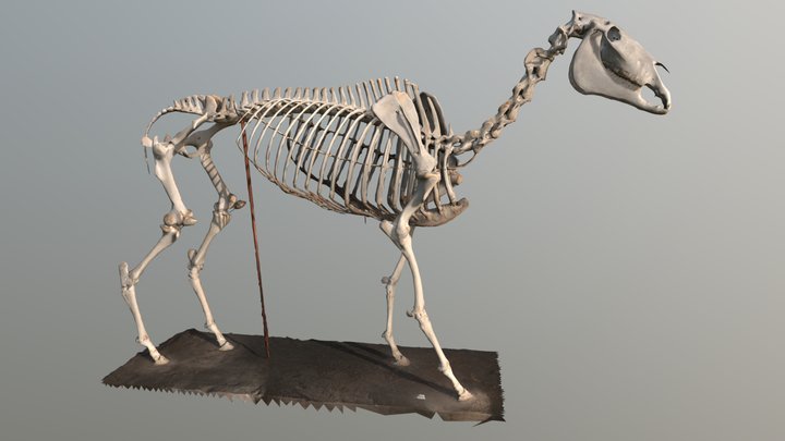 Modern Horse skeleton 3D Model