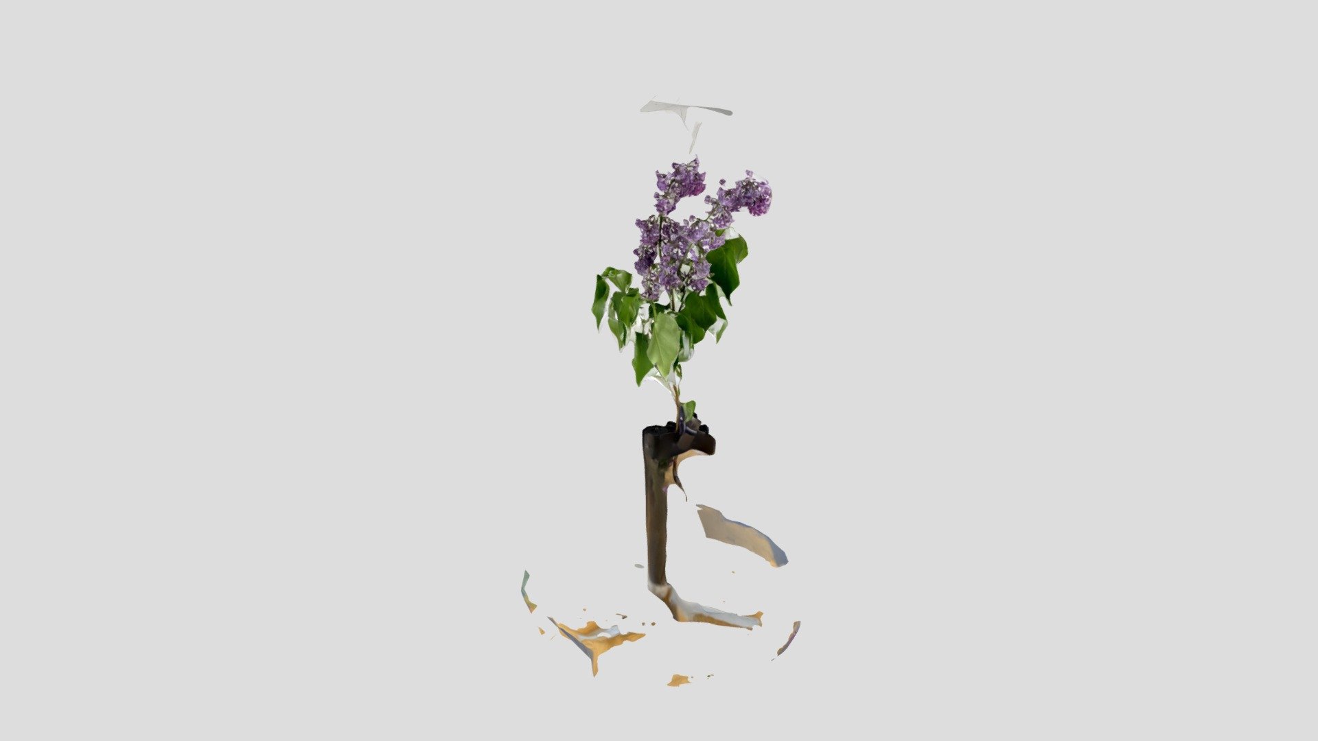 Lilac - purple