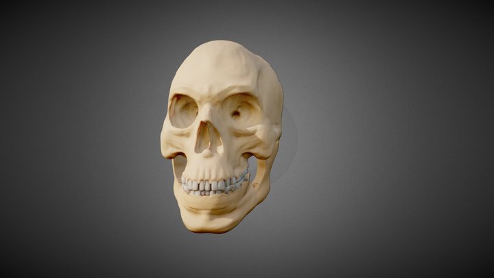 male skull