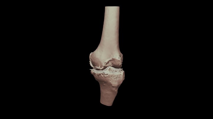SULOCHNA BEN 3D Model