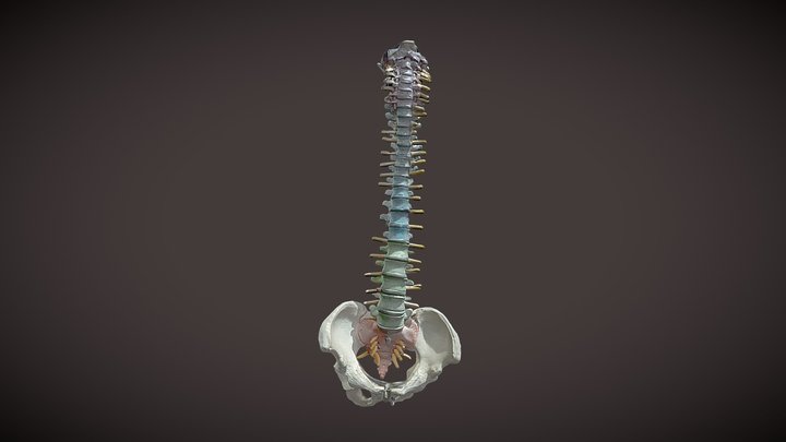 Vertebral Column 3D Model