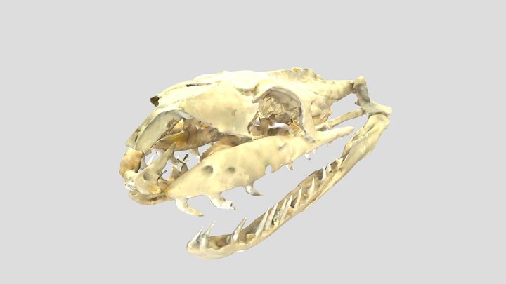 Crani Pitó de l'India 3D Model