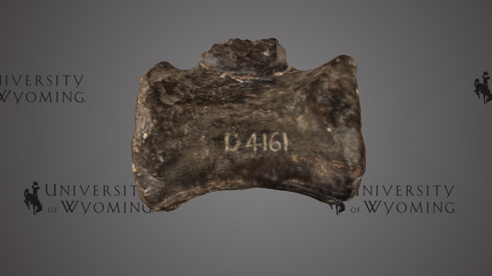 UW 44079 - Camarasaurus sp., Caudal Vertebra
