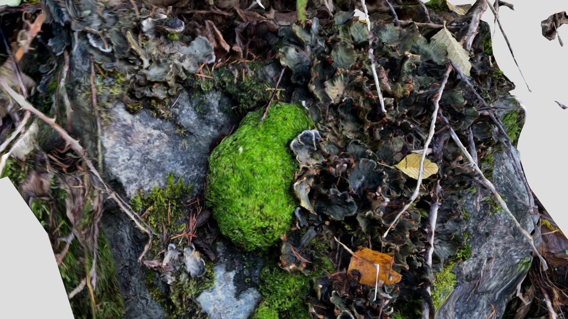 Moss and Leaf Litter