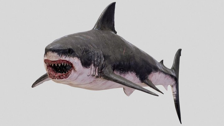 Shark 3D Model