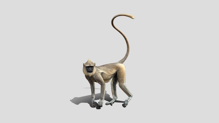 Shaped Tail Monkey 3D Model Free – Modello 3D gratuito STL