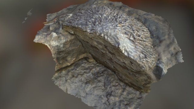 Coral, Ogmore-by-Sea, Wales, UK 3D Model