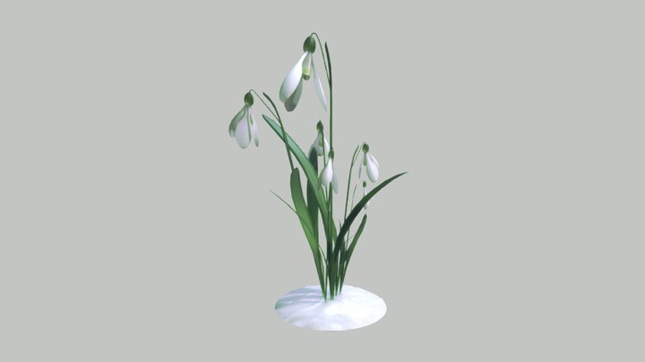 Galanthus (Snowdrop) 3D Model