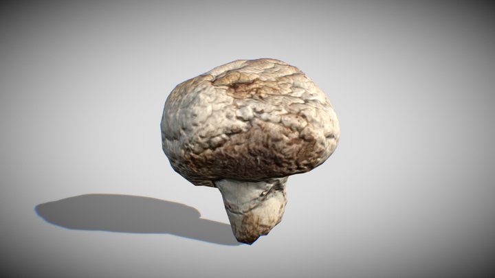 champiñon - mushroom