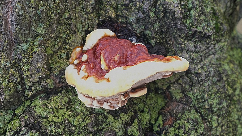 City mushroom