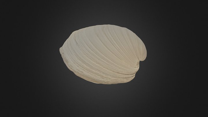 Sea Shell - High Res 3D Model