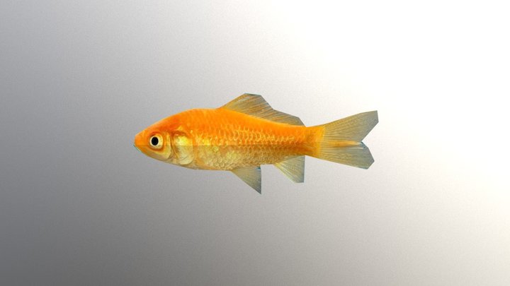 peixe 3D Model