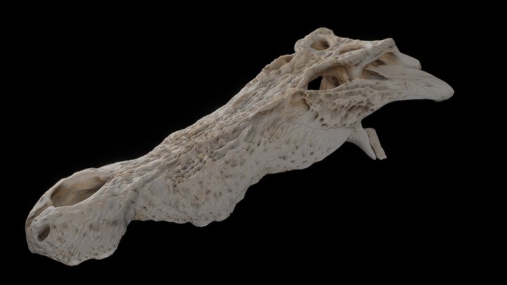 Salt Water Crocodile Skull - Isolated Top 3D Model