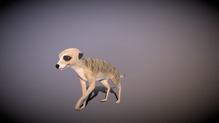 meerkat 3D Model
