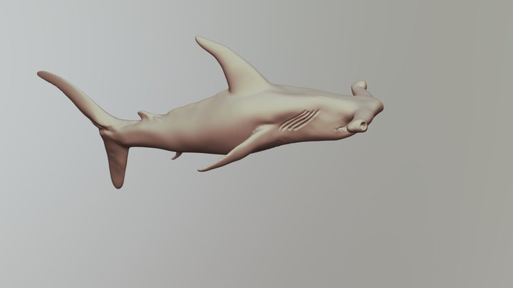 Free Shark 3D Model