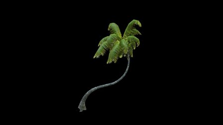 Coconut Palm 6 3D Model