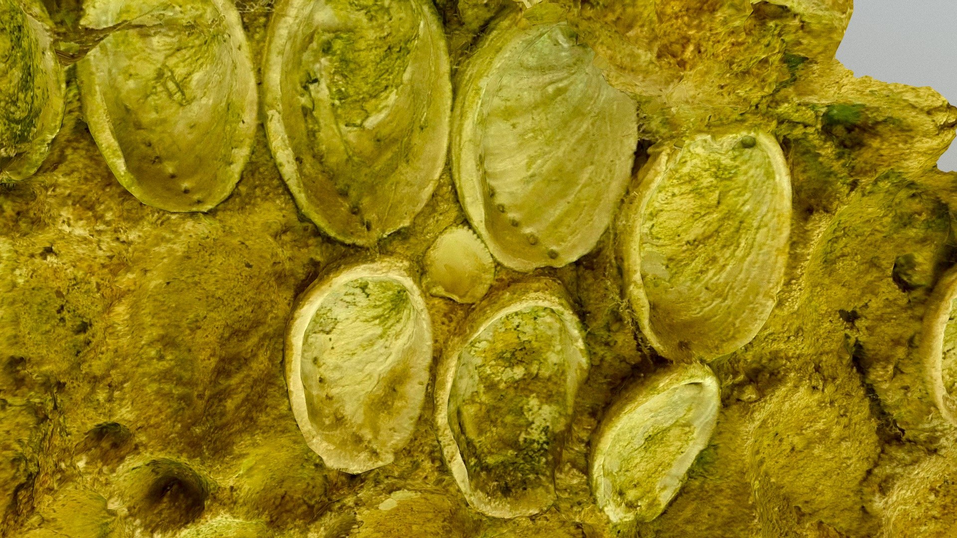 Abalone facing
