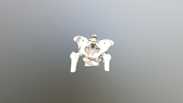 REAL PELVIS 3D Model