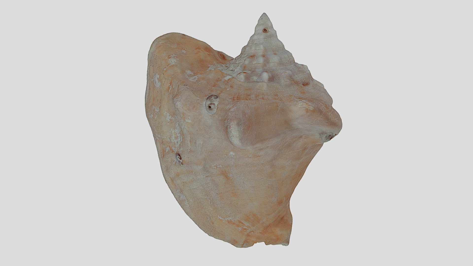 Lobatus costatus - Milk conch
