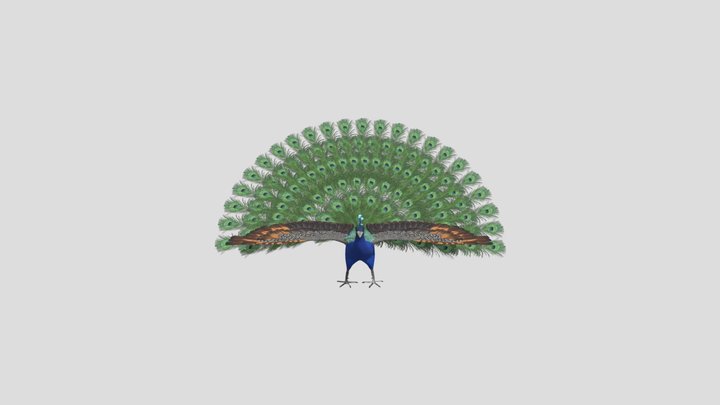 Peacock 3d model 3D Model