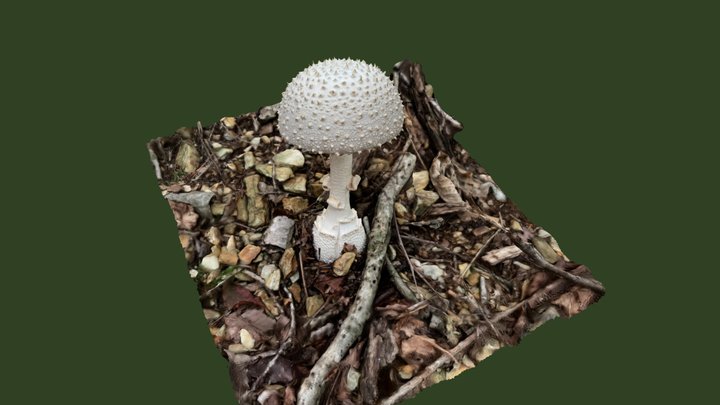 シロオニタケ（Amanita virgineoides） 3D Model