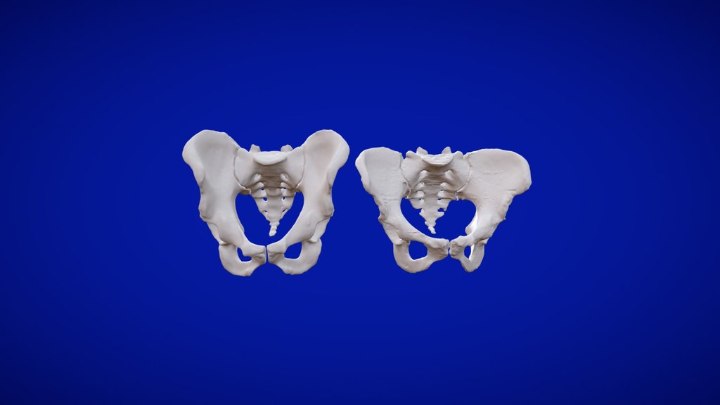 HUMAN MALE AND FEMALE PELVIS.
